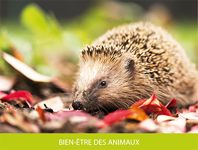 Bien-être des animaux