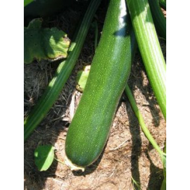 Courgette, Zucchini