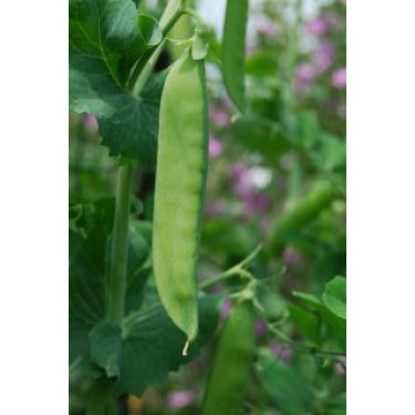 Pois mangetout - Ambrosia - BIODYNAMIQUE