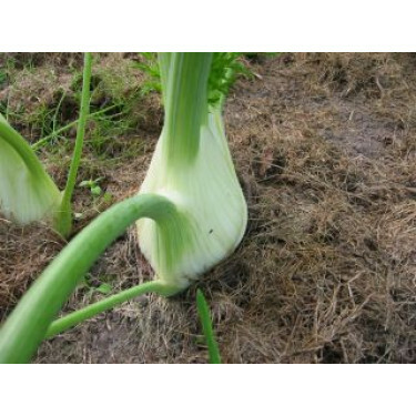 Fenouil à bulbe, Fino