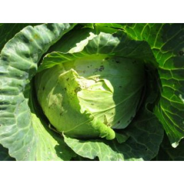 Chou blanc - Roem van Enkhuizen 2 - BIO - 50% de remise pour cause de germination réduite Chou blanc - Roem van Enkhuizen 2 - BIO - 50% de remise pour cause de germination réduite