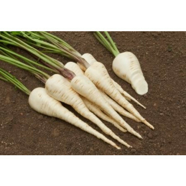 Panais - Halblange Weisse - BIODYNAMIQUE - 50% de remise pour cause de germination réduite