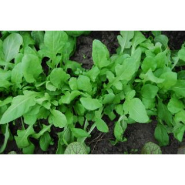 Roquette - Ruca - BIODYNAMIQUE