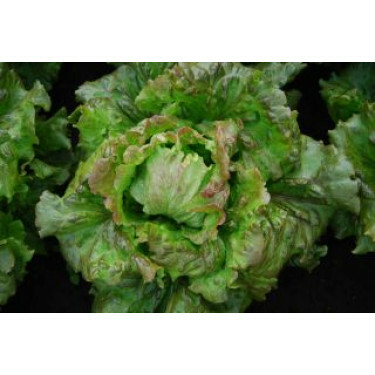 Laitue batavia - Maravilla de Verano - BIODYNAMIQUE