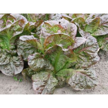 Laitue romaine - Little Leprachaun - BIO