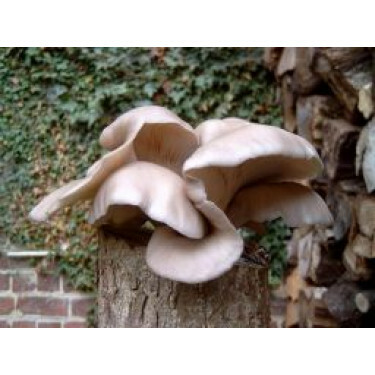 Pleurote en huître - Pleurotus ostreatus - 50 chevilles