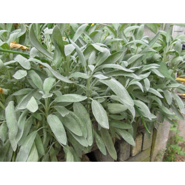 Salvia officinalis - Sauge - BIO