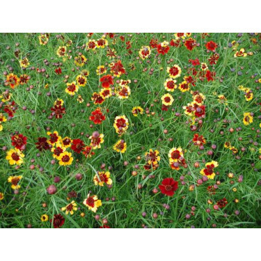 Coreopsis tinctoria - Coréopsis des teinturiers - BIO