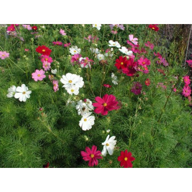 Cosmos bipinnatus, Cosmos mélange