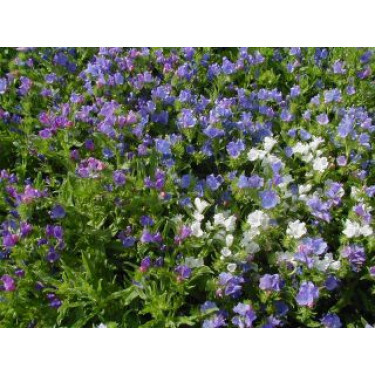 Echium plantagineum, Vipérine faux-plantain