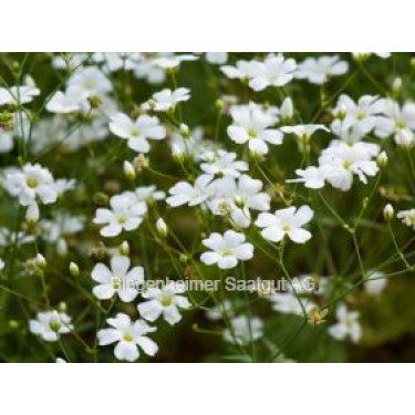 Gypsophila elegans, Gypsophile élégante blanche