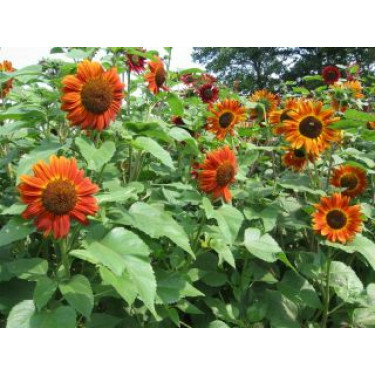 Helianthus annuus - Tournesol - rouge - BIO