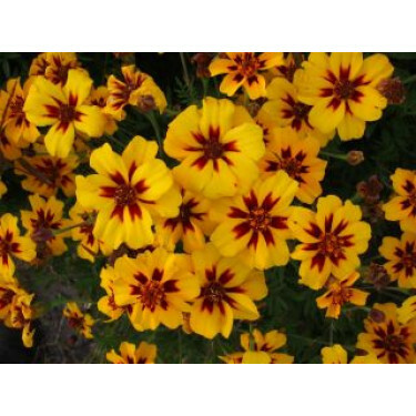 Tagetes patula nana - Tagète - BIO