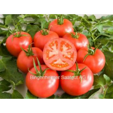 Tomate - Berner rose - BIODYNAMIQUE