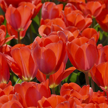 Tulipe, Oranje van Eijk - 10 bulbes