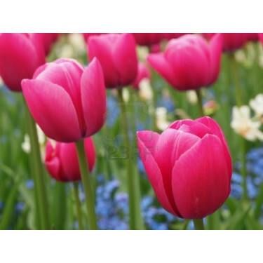 Tulipe Christmas Dream - 10 bulbes