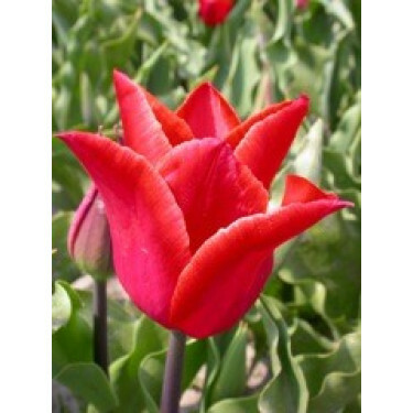 Tulipe Lilystar - 10 bulbes