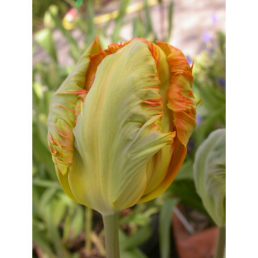 Tulipe, Professor Röntgen