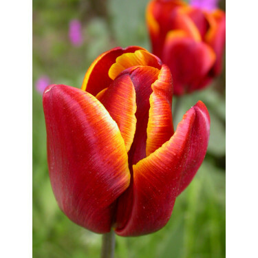 Tulipe, Abu Hassan