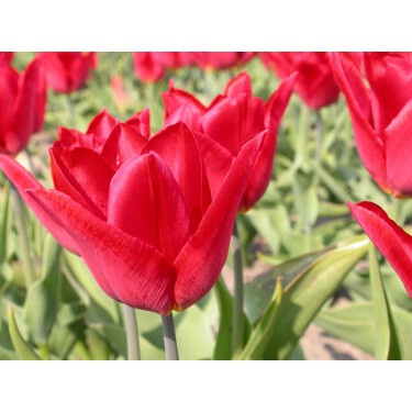 Tulipe Deshima - 10 bulbes