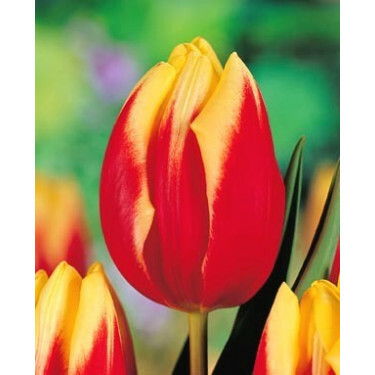 Tulipe Jan Seignette - 10 bulbes - BIO