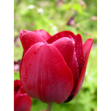 Tulipe, Pedro - 10 bulbes