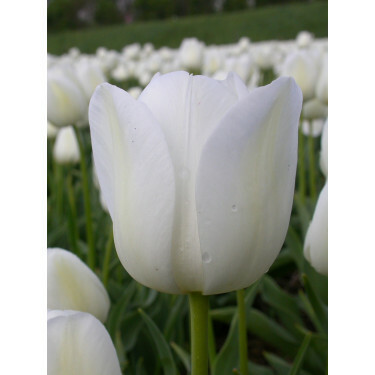 Tulipe, Silver Dollar