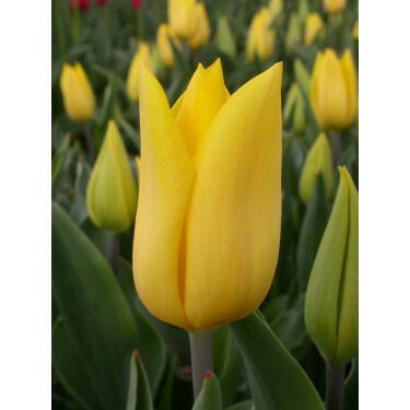 Tulipe - Strong Gold - 10 bulbes - BIO