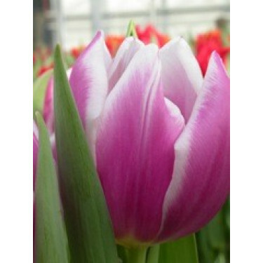 Tulipe, Synaeda Blue