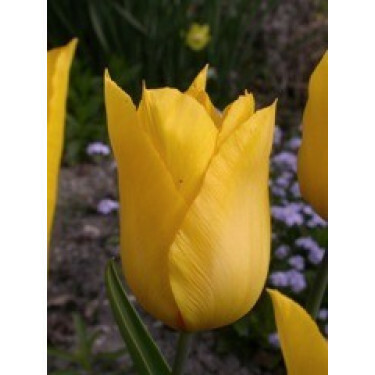 Tulipe Yokohama - 10 bulbes