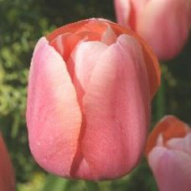Tulipe, Menton