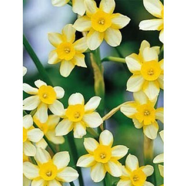 Narcisse New Baby - 10 bulbes