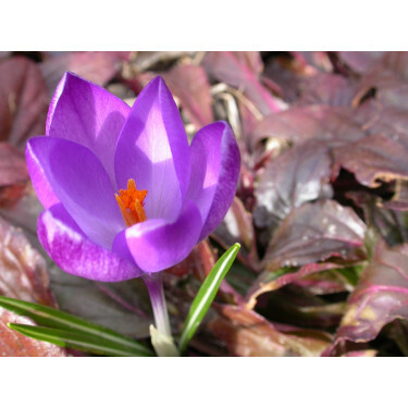 Crocus - Flower Record - 10 bulbes - BIO