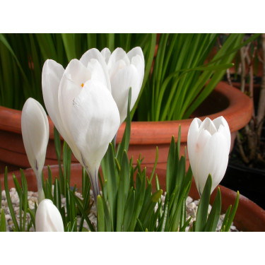 Crocus - Jeanne D'Arc - 25 bulbes - BIO