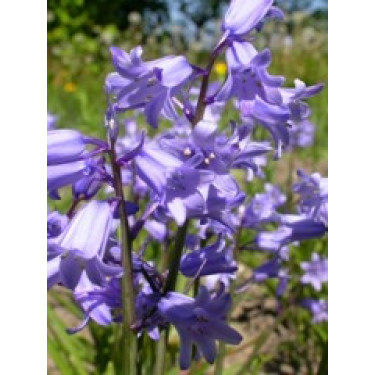 Jacinthe des bois bleue - Hyacinthoides hispanica - 10 bulbes - BIO