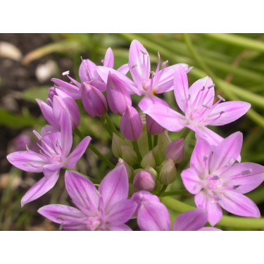 Allium unifolium - 10 bulbes