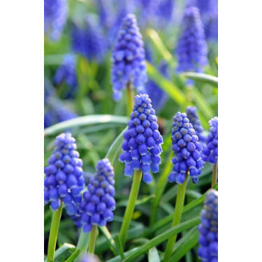 Muscari armeniacum - Muscar à grappes -10 bulbes - BIO