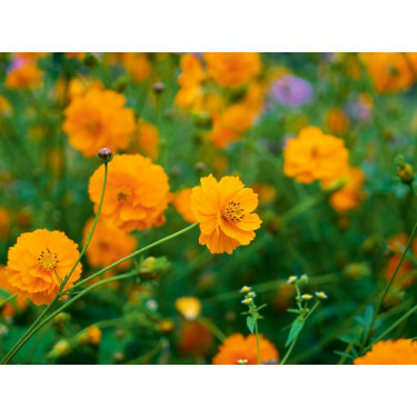 Cosmos sulphureus - Cosmos sulfureux - BIODYNAMIQUE