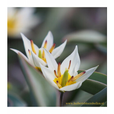 Tulipe botanique - Tulipa turkestanica - 10 bulbes - BIO