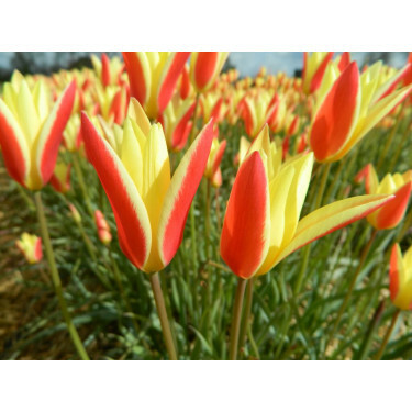 Tulipe botanique - Tulipa clusiana 'Tinka' - 10 bulbes - BIO