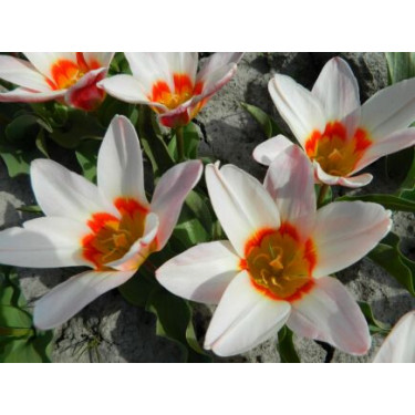 Tulipe - Ancilla - 10 bulbes - BIO