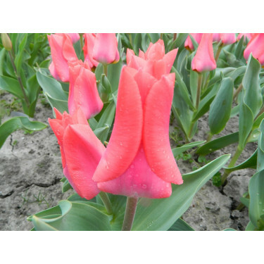 Tulipe - Portland - 10 bulbes - BIO