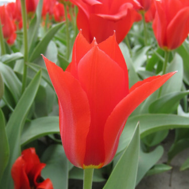 Tulipe - Ingens - 10 bulbes - BIO