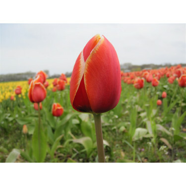 Tulipe - Dafeng - 10 bulbes - BIO