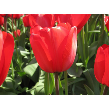 Tulipe - Red Impression - 10 bulbes - BIO
