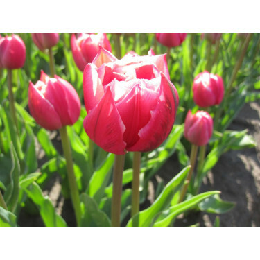 Tulipe - Columbus - 10 bulbes - BIO