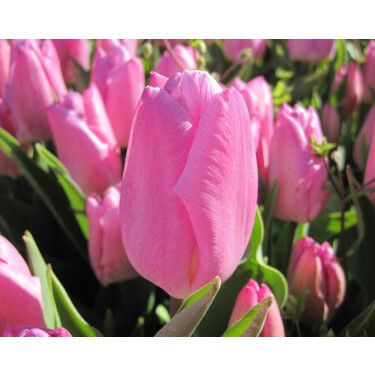 Tulipe - Pink Prince - 10 bulbes - BIO