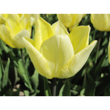 Tulipe - Sunny Prince - 10 bulbes - BIO