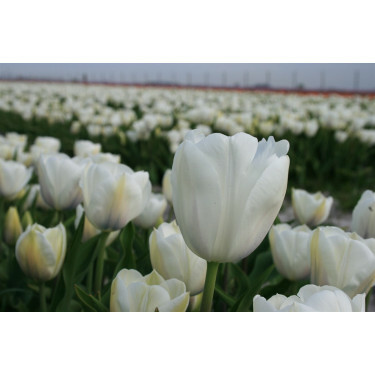 Tulipe - Inzell - 10 bulbes - BIO