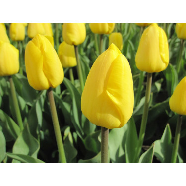 Tulipe - Novi Sun - 10 bulbes - BIO